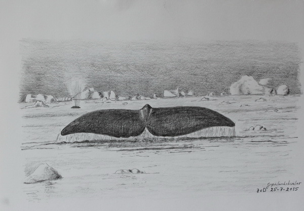 Grønlandshvaler